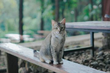 cat in the garden © Didit