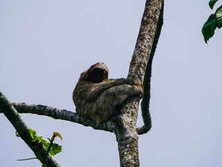 Fototapeta premium A gentle three-toed sloth rests peacefully, nestled securely on a thick branch amidst the lush green canopy of a tropical rainforest