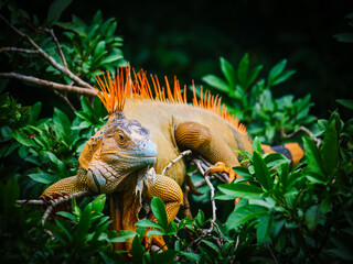 Vibrant Orange Iguana Perched Amidst Lush Green Foliage in a Tropical Forest Setting © Martin