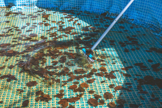 Pool skimmer lifting brown autumn leaves from murky backyard swimming pool surface, messy water before cleaning and seasonal maintenance, preparing for winter or spring opening