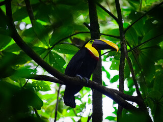 Fototapeta premium A striking yellow-breasted toucan perches on a tree branch amidst lush green foliage, showcasing its vibrant beak and natural habitat