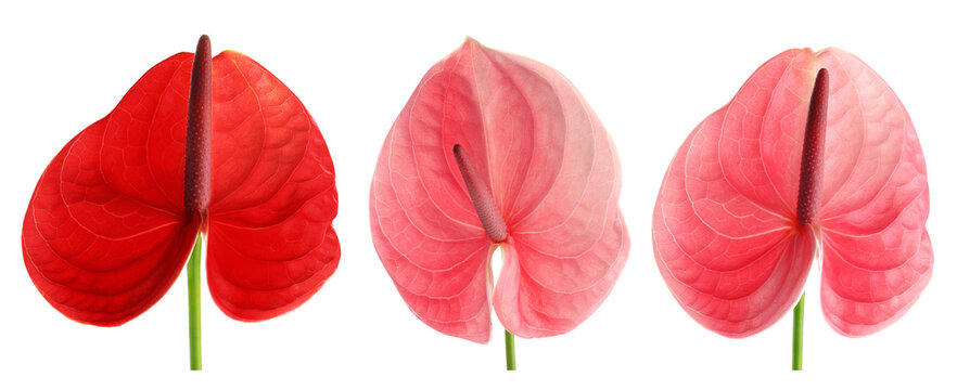 Beautiful anthurium flowers isolated on white, set