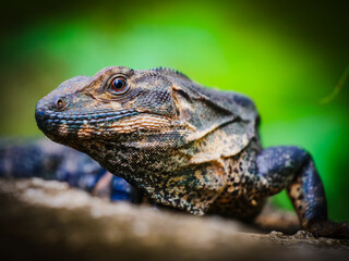 Fototapeta premium Striking close-up portrait of a wild iguana, showcasing its detailed scales and captivating gaze against a vibrant green natural backdrop