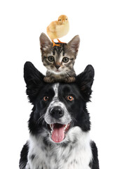 Fototapeta na wymiar Cute cat, border collie dog and chick on white background. Animal pyramid