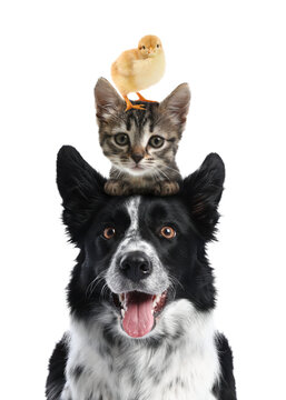 Cute cat, border collie dog and chick on white background. Animal pyramid