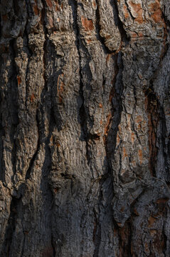 Large Plates of Jeffrey Pine Bark