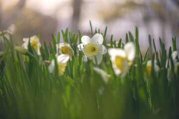 Obraz premium Daffodils showing their white and yellow petals growing among fresh green leaves on a sunny day, capturing the essence of rebirth and new beginnings in nature