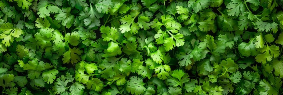 Coriander leaves texture background, cilantro leaf pattern, chinese parsley greens banner, spices, seasonings