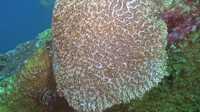 Explore Bali's breathtaking marine ecosystem. Gaze upon intricate brain coral and vibrant reef structures bathed in sunlight.