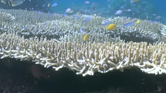 A dazzling display unfolds beneath Bali's waves. Schools of brilliant fish glide over a magnificent coral landscape, showcasing the vibrant life and delicate balance of this sunlit marine realm.