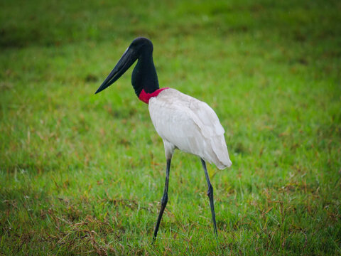 Majestic Jabiru stork with striking black, white, and red plumage, gracefully standing in its natural grassy habitat, a symbol of wildlife in south america