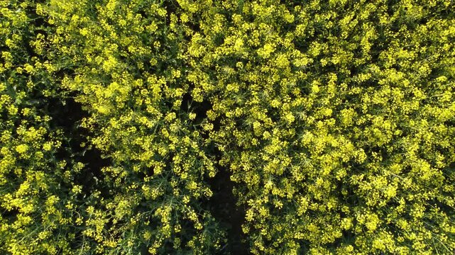 Rapsfeld und Ackerland im Fr&uuml;hling &ndash; Luftaufnahme von l&auml;ndlicher Landwirtschaft und Natur