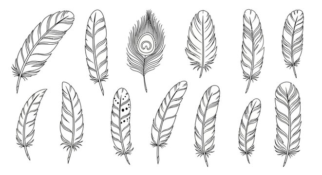 Bohemian Feather Collection: Hand-Drawn Pen and Ink Illustrations on White Background