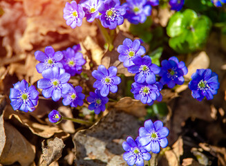 blue snowdrops on a forest glade © licvin