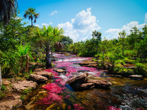 Ca&ntilde;o Cristales, Colombia A Stunning River in South America Known as the 'Liquid Rainbow'