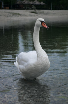 White swan standing in shallow water at Jarun Lake in Zagreb, wildlife and nature concept.