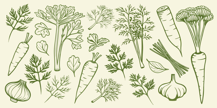 Botanical illustration of fennel carrots garlic and herbs with detailed line work high quality professional
