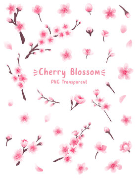 Watercolor Cherry Blossom Sakura set. PNG transparent. Flowers and Bouquet collection. Isolated clip art for greeting card or invitation design, sticker, wall art, decoration