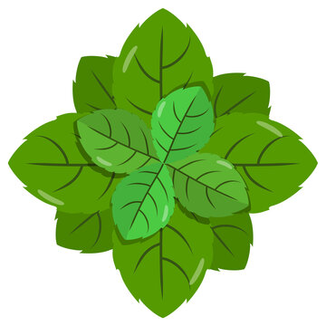 Overhead view of fresh mint leaves illustration