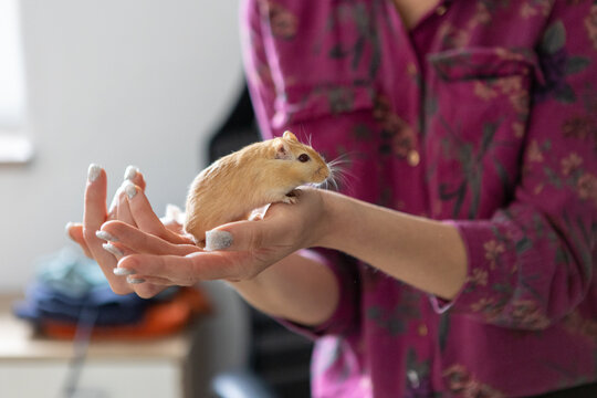 Close up of small gerbil gently held in hands, soft natural light highlighting care, tenderness and human animal connection. Intimate moment, shallow depth of field and calm indoor atmosphere.