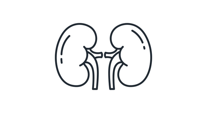 Human Kidney Icon Outline Vector Illustration - Medical Health Symbol
