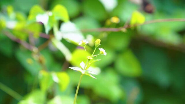 Delicate white flowers bloom softly against lush green foliage in gentle natural light.