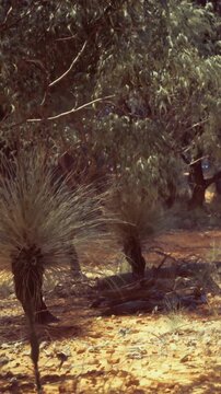In the bushland, native plants grow alongside a sandy path. The scene shows the unique vegetation with various growth forms. Sunlight filters through the trees in the area.