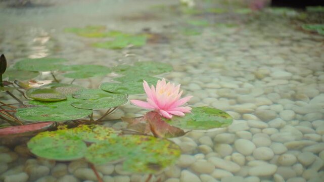 Pink water lily blooms gently on calm pond surface with soft natural lighting.