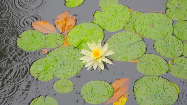 Lotus blooms gently in rain-dappled pond with soft natural light