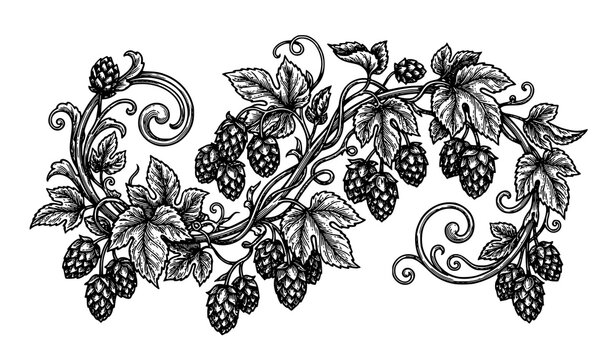 Vintage hop vine engraving vector with flowing Humulus lupulus leaves and cones botanical line art design