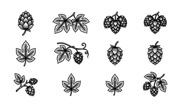 Hand drawn hop plant engraving style vector set with Humulus lupulus cones leaves and botanical elements