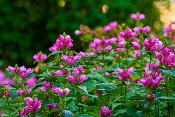 Obraz premium Environment, bush and flowers in forest, ecosystem for natural beauty and springtime. Empty, floral and plants in woods, blossom and blooming with sunshine, botany and sustainability for growth