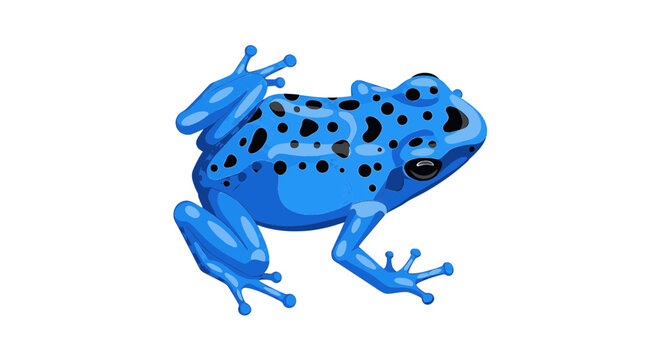 Blue poison dart frog vector illustration isolated on white