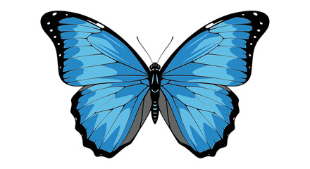 Blue Morpho Butterfly Vector Illustration Isolated on White Background © Ibnu