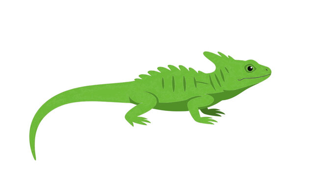 Green basilisk lizard illustration on white background