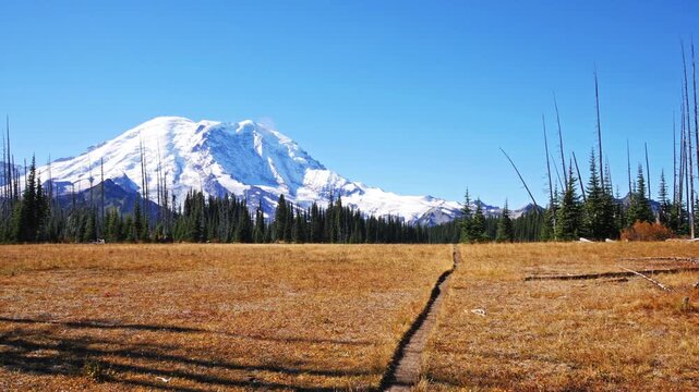 Footage of the vast, golden subalpine meadow of Grand Park with a clear view of the snow-capped Mount Rainier volcano under a bright blue sky. A narrow hiking path leads through the autumnal grass tow