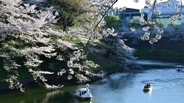 逆光の桜のアップが揺れて、背景はスワンボート、手こぎボートがボケてカーブを描く　東京　千鳥ヶ淵　皇居　ニコンZ6IIIで撮影