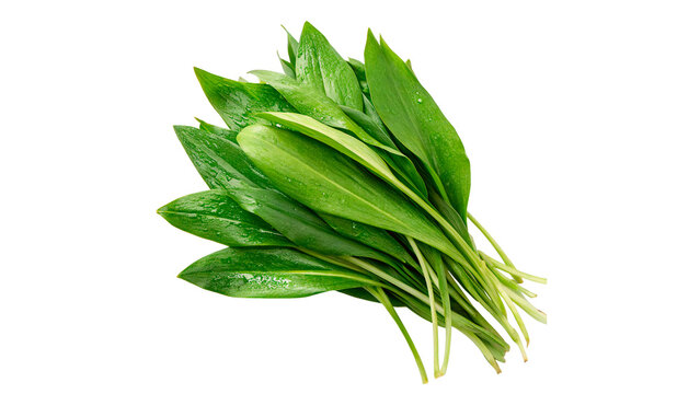 Bunch of fresh green parsley or cilantro herbs wild garlic fresh ramson leaves isolated on transparent background 