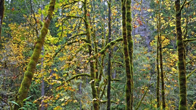 Vertical composition of a lush temperate rainforest with moss-covered trees, vibrant green ferns, and yellow and orange autumn leaves on the forest floor, located in Mount Rainier National Park, Washi