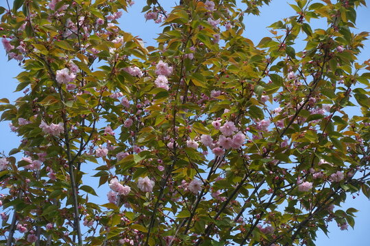 Many double pink flowers in the leafage of Kanzan sakura in May
