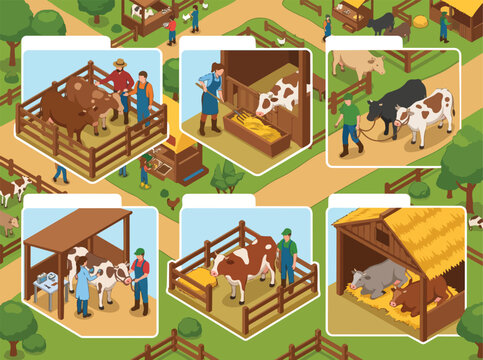 Cattle Farming Process in Isometric Illustration Showcasing Comprehensive Livestock Management from Feeding and Daily Care to Veterinary Health Check ups on an Agricultural Farm