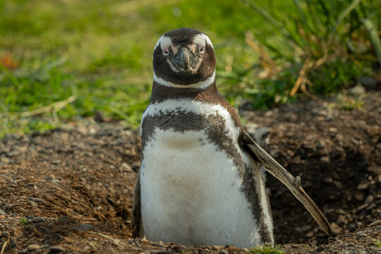 El ping&uuml;ino de Magallanes (Spheniscus magellanicus), denominado tambi&eacute;n ping&uuml;ino patag&oacute;nico, es una especie de ave de la familia de los ping&uuml;inos (Spheniscidae), que nidifica en las islas Malvinas y e