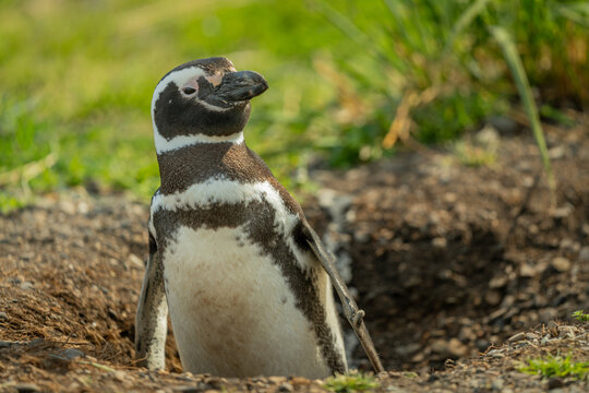 El ping&uuml;ino de Magallanes (Spheniscus magellanicus), denominado tambi&eacute;n ping&uuml;ino patag&oacute;nico, es una especie de ave de la familia de los ping&uuml;inos (Spheniscidae), que nidifica en las islas Malvinas y e