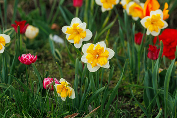 Obraz premium Harmonious combination of tulips and daffodils in spring flower bed with mixed varieties creating colorful balanced composition in park landscape design
