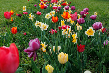 Fototapeta premium Harmonious combination of tulips and daffodils in spring flower bed with mixed varieties creating colorful balanced composition in park landscape design