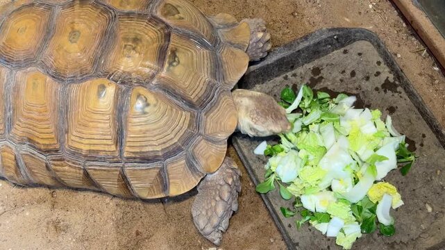 Large tortoise eating fresh vegetables in terrarium environment. Close view of land turtle feeding on greens with natural shell texture and reptile behavior.