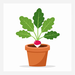 Obraz premium Radish plant growing in a terracotta pot