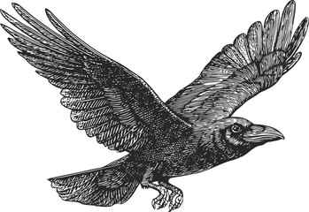 Fototapeta premium Detailed engraving of a raven in flight with wings spread wide and sharp features