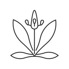 English plantain linear icon. Plantago lanceolata. Flower pollen as allergen. Allergy for plant. Thin line customizable illustration. Contour symbol. Vector isolated outline drawing. Editable stroke © IMG visuals icons