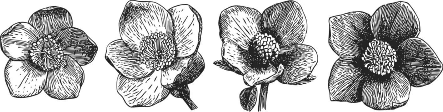 black and white vintage botanical illustration of four hellebore flowers with detailed petals and stamens